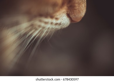 Cat Whiskers