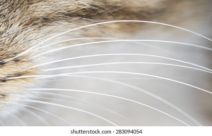 Cat Whiskers. Close