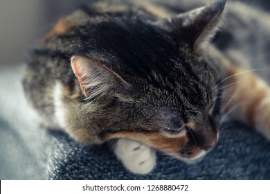 Cat with white and ginger paws lying on the grey sofa. - Shutterstock ID 1268880472