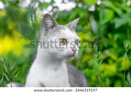 The cat with white and gray fur and a watchful gaze in the garden against the blurred background