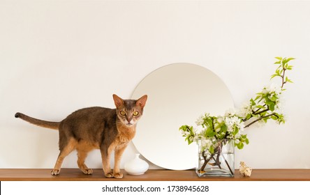 26,090 Cat apartment Images, Stock Photos & Vectors | Shutterstock