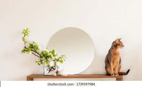 Cat White Living Room Minimalist Interior Shelf Mockup. Decoration Living Room Home Interior. Cozy Interior Shelf Round Mirror Flower Vaze. Room Cat Modern White Empty Wall. Copy Space Backdrop Design