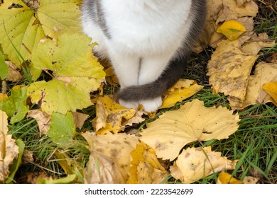 Cat White Paws And Grey Tail On The Yellow Fall Leaves