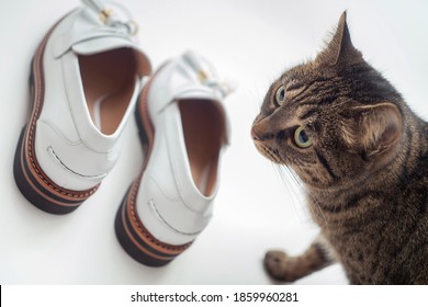 4,843 Cat White Shoes Images, Stock Photos & Vectors | Shutterstock