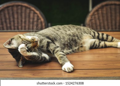 Cat Headache Images Stock Photos Vectors Shutterstock