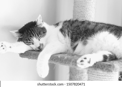 A Cat Who Is Sleep On The Scratching Post.