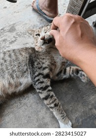 a cat whose cheeks are being pinched 