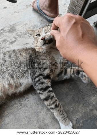 a cat whose cheeks are being pinched 