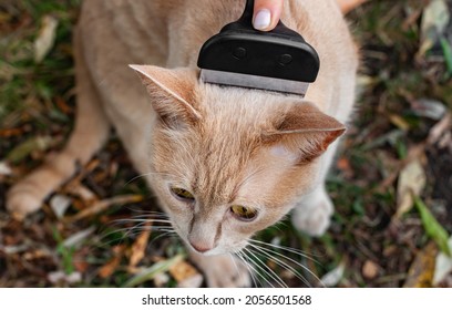 A Cat Whose Fur Is Combed Out With A Lance