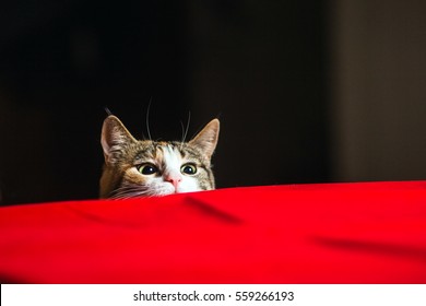 Cat With Wild Eyes Ready To Attack In Ambush.