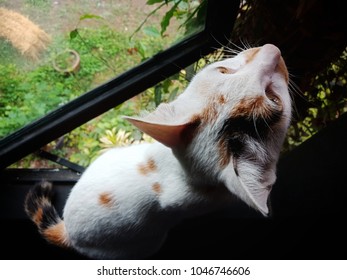 Cat and the window 