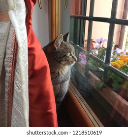 the cat at the window