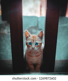 A cat from the window