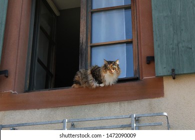 A cat in a window