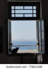 Cat in a window