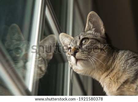 Cat at the window with reflexion