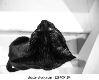 Cat in Window Silhouette Neon Light Glow - Powered by Shutterstock