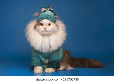 Cat In Winter Clothes On A Blue Background 