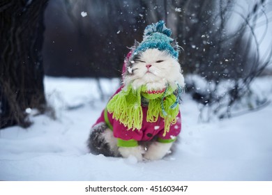 Cat In Winter Clothes On A Walk