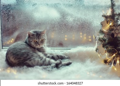 Cat In The Winter Window