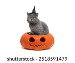 Cat in witch hat with stars sitting in Halloween pumpkin isolated on a white background. Funny Halloween cat. Copy space.