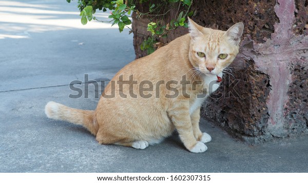 Cat without owner lying in a temple in Thailand.\
Orange cat