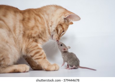 Mouse Friendship Hd Stock Images Shutterstock