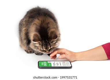 Cat And Woman Looking At Mobile Delivery App. Female Hand With Smartphone With A Cat Looking At The Order Screen While Licking The Mouth. Funny Pet Themed Concept For E-commerce Online Shopping.