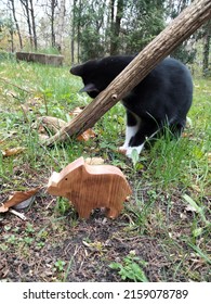 Cat With Wooden Boar In Nature