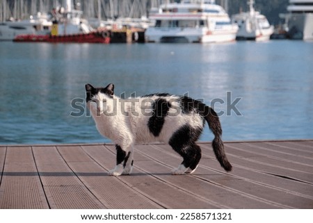 a cat with a wounded tail on a pier by the sea