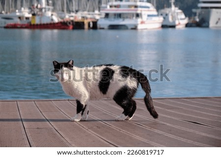 a cat with a wounded tail on a pier by the sea