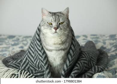 Cat Wrapped In The Rug Or Blanket, Cat Under The Blanket With Serious And Arrogant Funny Face Expression, Copy Space