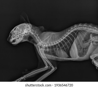 Cat X Ray. Abdomen And Thorax Radiograph Of A Cat. Head And Neck X Ray