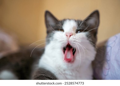 Cat Yawning Bed Closeup - A gray and white cat yawns widely while lying down on a bed. The image is a close-up shot, focusing on the cat's face. - Powered by Shutterstock