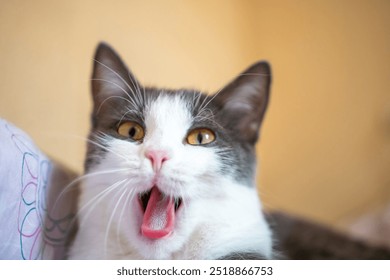 Cat Yawning Bed Close-up Portrait of a white and gray cat yawning while lying on a bed. - Powered by Shutterstock