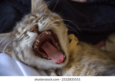 Cat yawning, close-up of cat's mouth and teeth. Sweet little cat. - Powered by Shutterstock