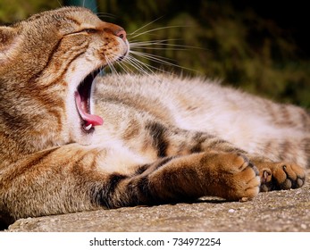 Cat Yawning At The High Noon Sun