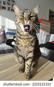 Cat Yawning In A Lazy Afternoon