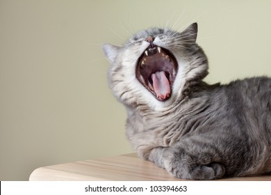 Cat Yawning With Mouth Wide Open And Shows Fangs