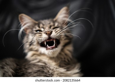 Cat yawning with mouth wide open and shows fangs. Selective focus.