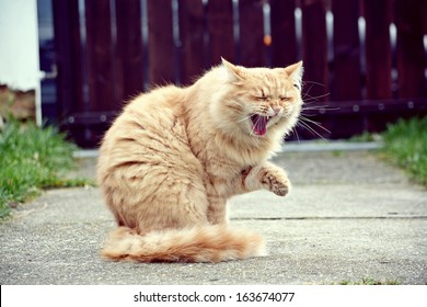 laughing cats