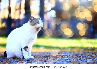 Cat Yawns Portrait, Veterinary, Cat Teeth