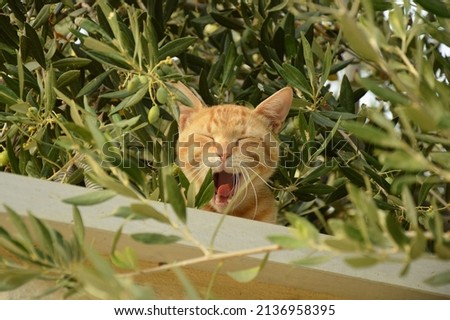 The cat yawns while lies hidden on the wall of a local olive grove