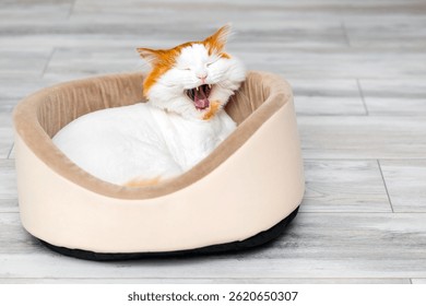 cat yawns while lying in a bed. the cat yawns cutely. cozy cat bed. white cat with red head