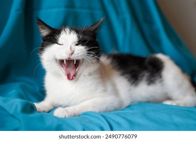 The cat yawns. White Cat on Blue Background Lying And Opening Mouth - Powered by Shutterstock