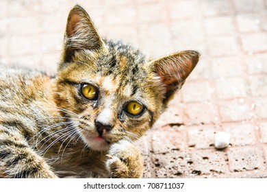 Cat  yellow eyes