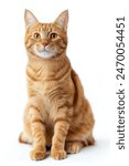 A cat with a yellow face is sitting on a white background. The cat has a very cute and friendly expression