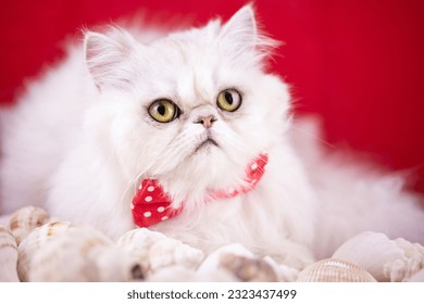 Cat with yellow and green eyes looking deeply. With red bow tie with polka dots and shells. Photo with red background.  - Powered by Shutterstock