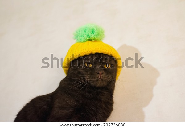 cat yellow hat