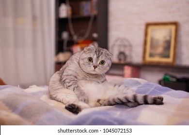 Cat Yoga On The Couch